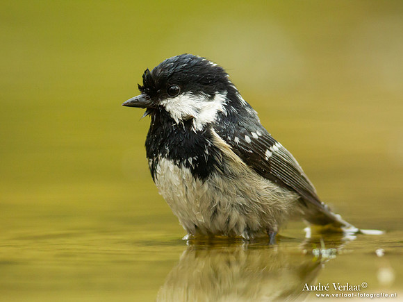 Zwarte Mees / Coal Tit - Holten