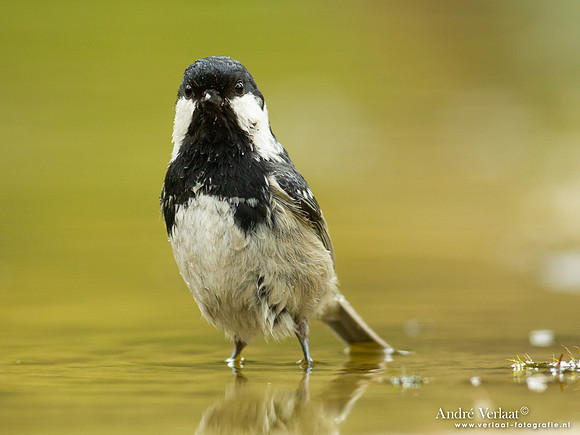 Zwarte Mees / Coal Tit - Holten