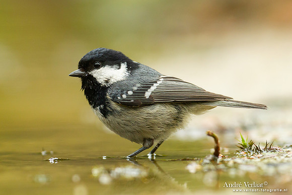 Zwarte Mees / Coal Tit - Holten