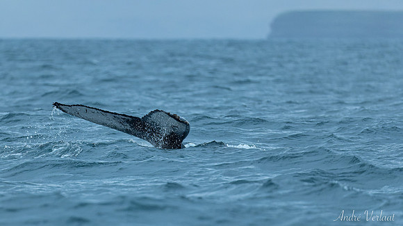 Whale Watching - Husavik