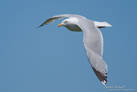 Zilvermeeuw / Herring Gull - Wognum