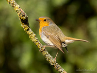 Roodborst / Robin - Lemelerberg