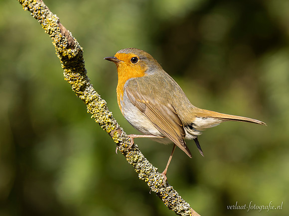 Roodborst / Robin - Lemelerberg