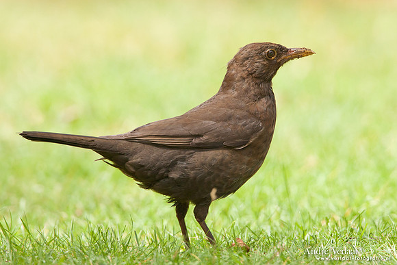 Merel / Blackbird - Wognum