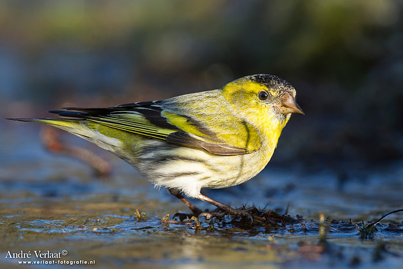 Sijs / Siskin - Lemelerberg