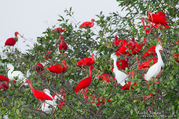 Rode Ibis / Scarlet Ibis - Bigi Pan