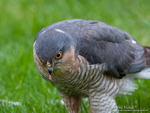 Sperwer / Sparrowhawk - Wognum