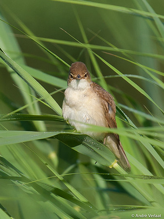Kleine Karekiet / Reed Warbler - Egboetswater