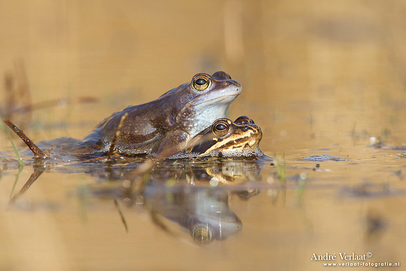 Heikikker / Moor frog - Kootwijk