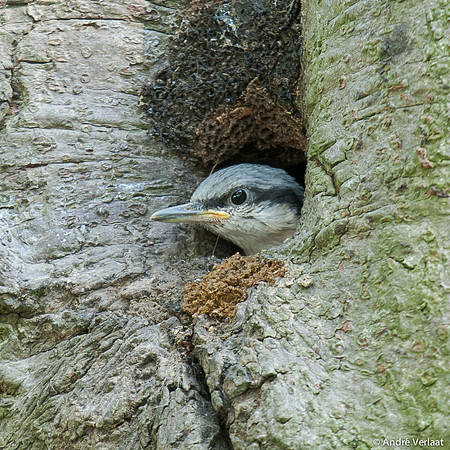 Boomklever / Nuthatch - Stevensbeek