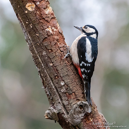 Grote Bonte Specht / Great Spotted Woodpecker - Holten
