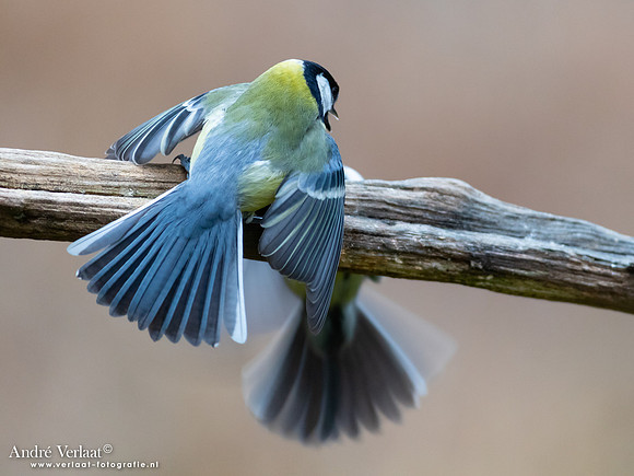 Koolmees / Great Tit - Holten