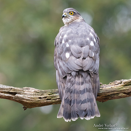 Sperwer / Sparrowhawk - Holten