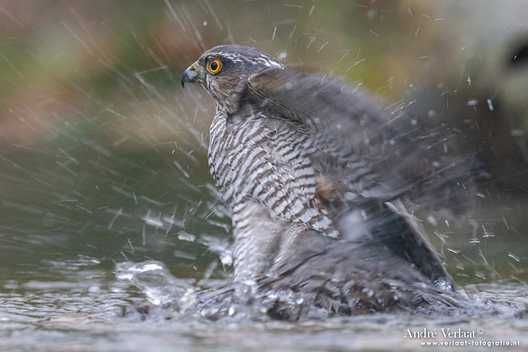 Sperwer / Sparrowhawk - Holten