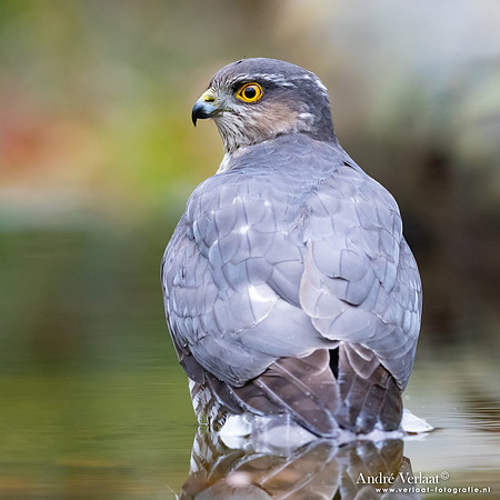 Sperwer / Sparrowhawk - Holten