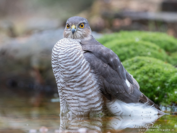 Sperwer / Sparrowhawk - Holten