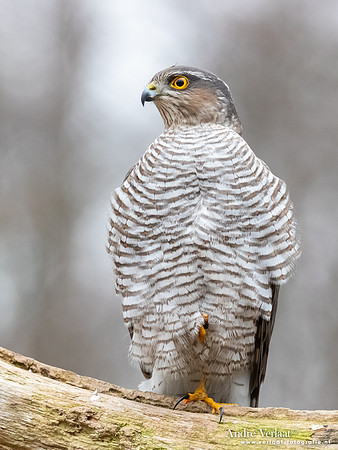 Sperwer / Sparrowhawk - Holten