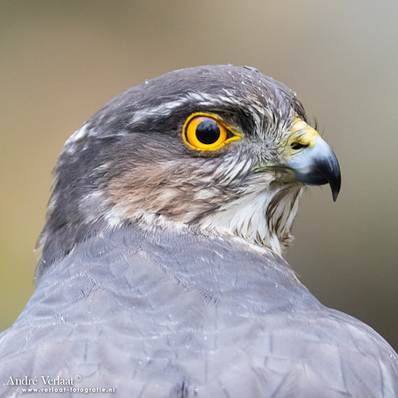 Sperwer / Sparrowhawk - Holten