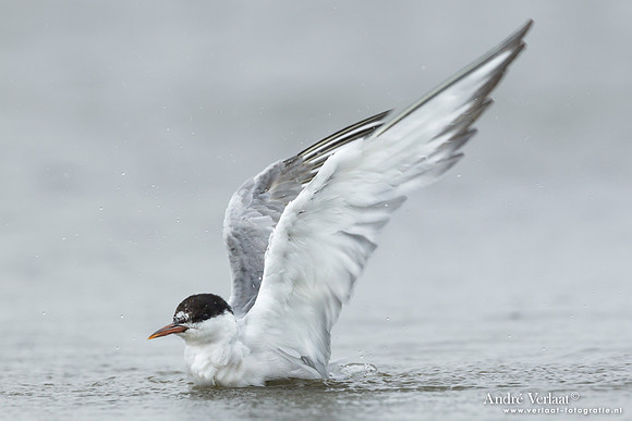 Visdief / Common Tern - Den Helder