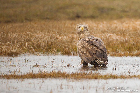 Zeearend / White-tailed Eagle - Central Poland