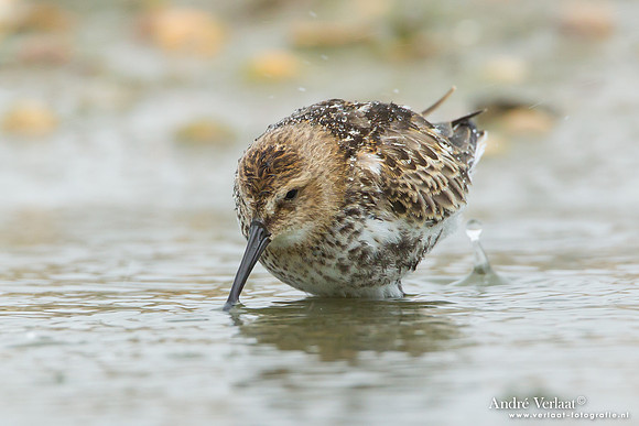Krombekstrandloper / Curlew Sandpiper - Den Helder