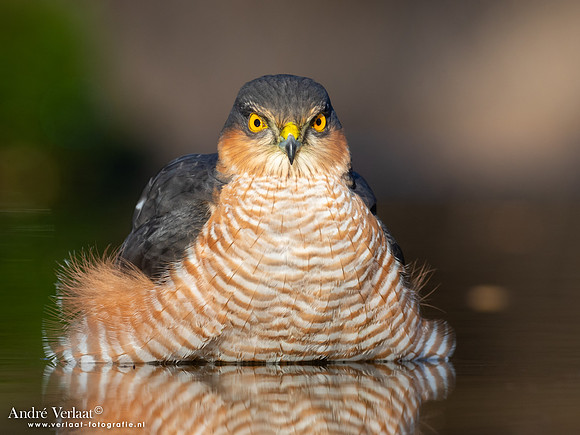 Sperwer / Sparrowhawk - Holten