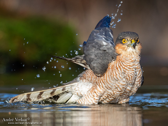 Sperwer / Sparrowhawk - Holten