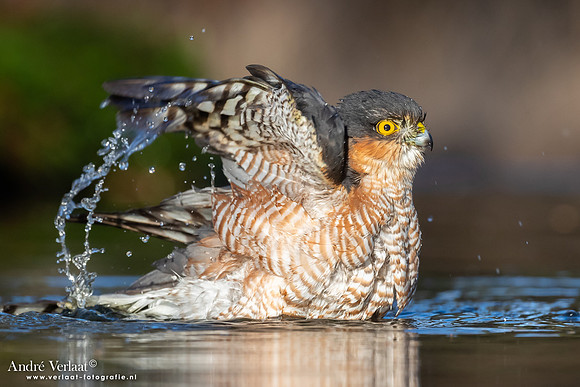 Sperwer / Sparrowhawk - Holten