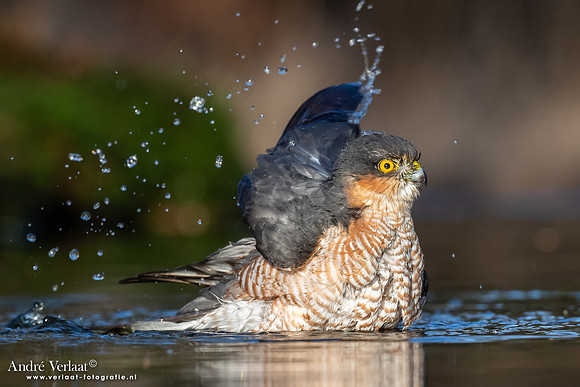 Sperwer / Sparrowhawk - Holten