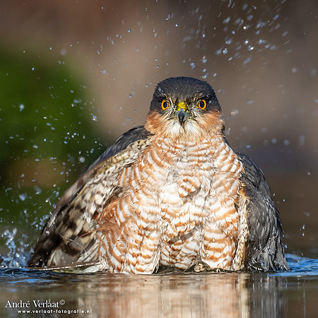 Sperwer / Sparrowhawk - Holten