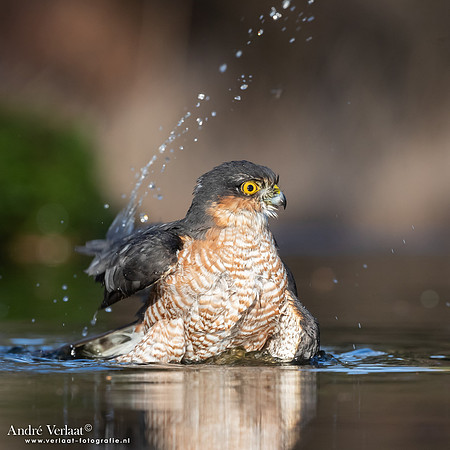 Sperwer / Sparrowhawk - Holten