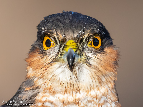 Sperwer / Sparrowhawk - Holten