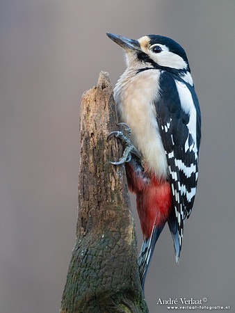 Grote Bonte Specht / Great Spotted Woodpecker - Holten