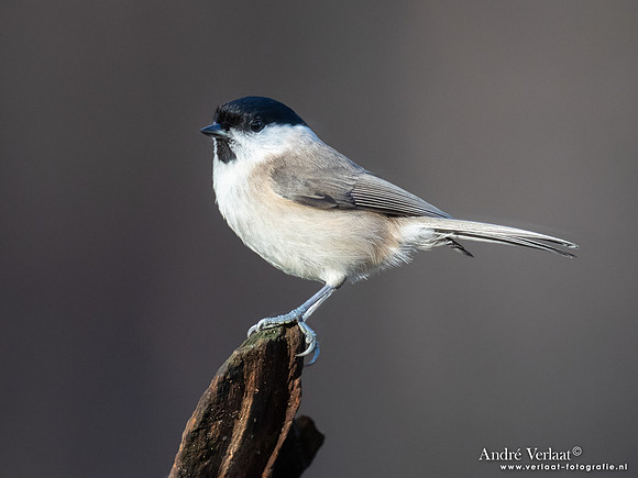 Glanskop / Marsh Tit - Holten