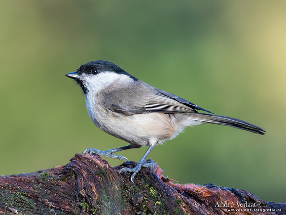 Glanskop / Marsh Tit - Holten