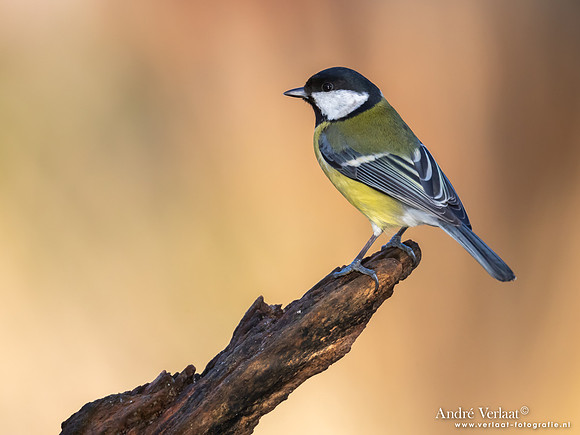 Koolmees / Great Tit - Holten