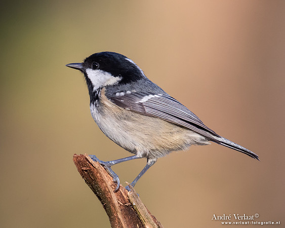 Zwarte Mees / Coal Tit - Holten