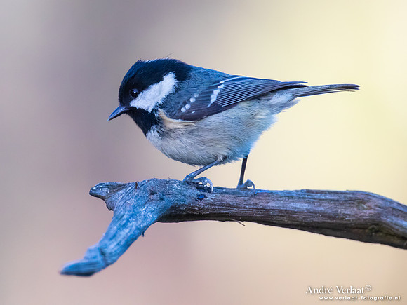 Zwarte Mees / Coal Tit - Holten
