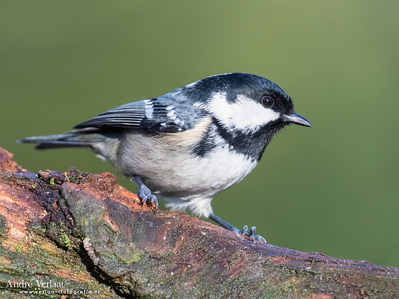 Zwarte Mees / Coal Tit - Holten