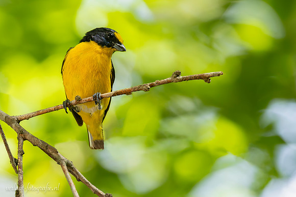 Geelkeelorganist / Yellow-throated Euphonia - El Cedralito