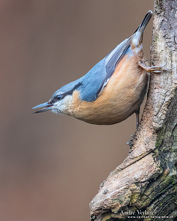 Boomklever / Nuthatch - Rijssen