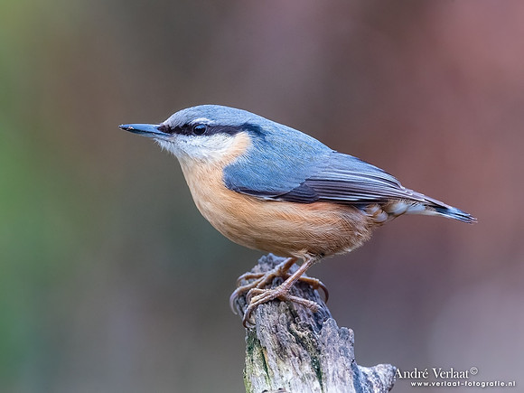 Boomklever / Nuthatch - Rijssen