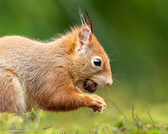 Eekhoorn / Red Squirrel - Maashorst