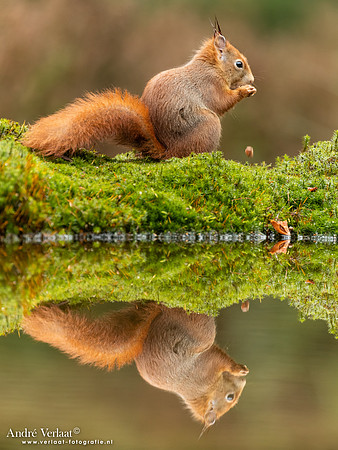 Eekhoorn / Red Squirrel - Maashorst