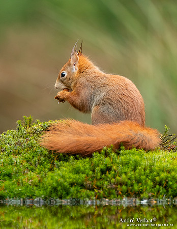 Eekhoorn / Red Squirrel - Maashorst