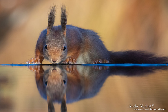 Eekhoorn / Red Squirrel - Espelo