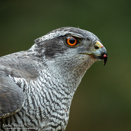 Havik / Northern Goshawk - Maashorst