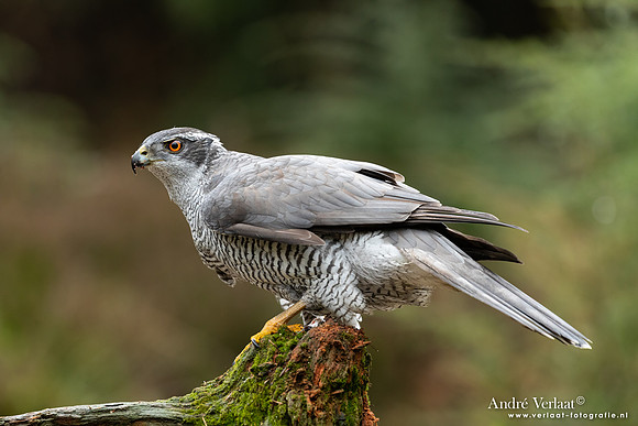 Havik / Northern Goshawk - Maashorst
