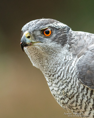 Havik / Northern Goshawk - Maashorst