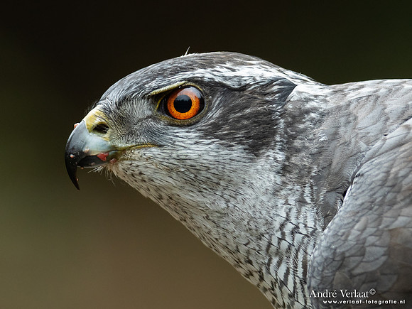 Havik / Northern Goshawk - Maashorst